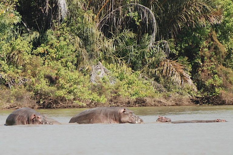 Hippos-with-young